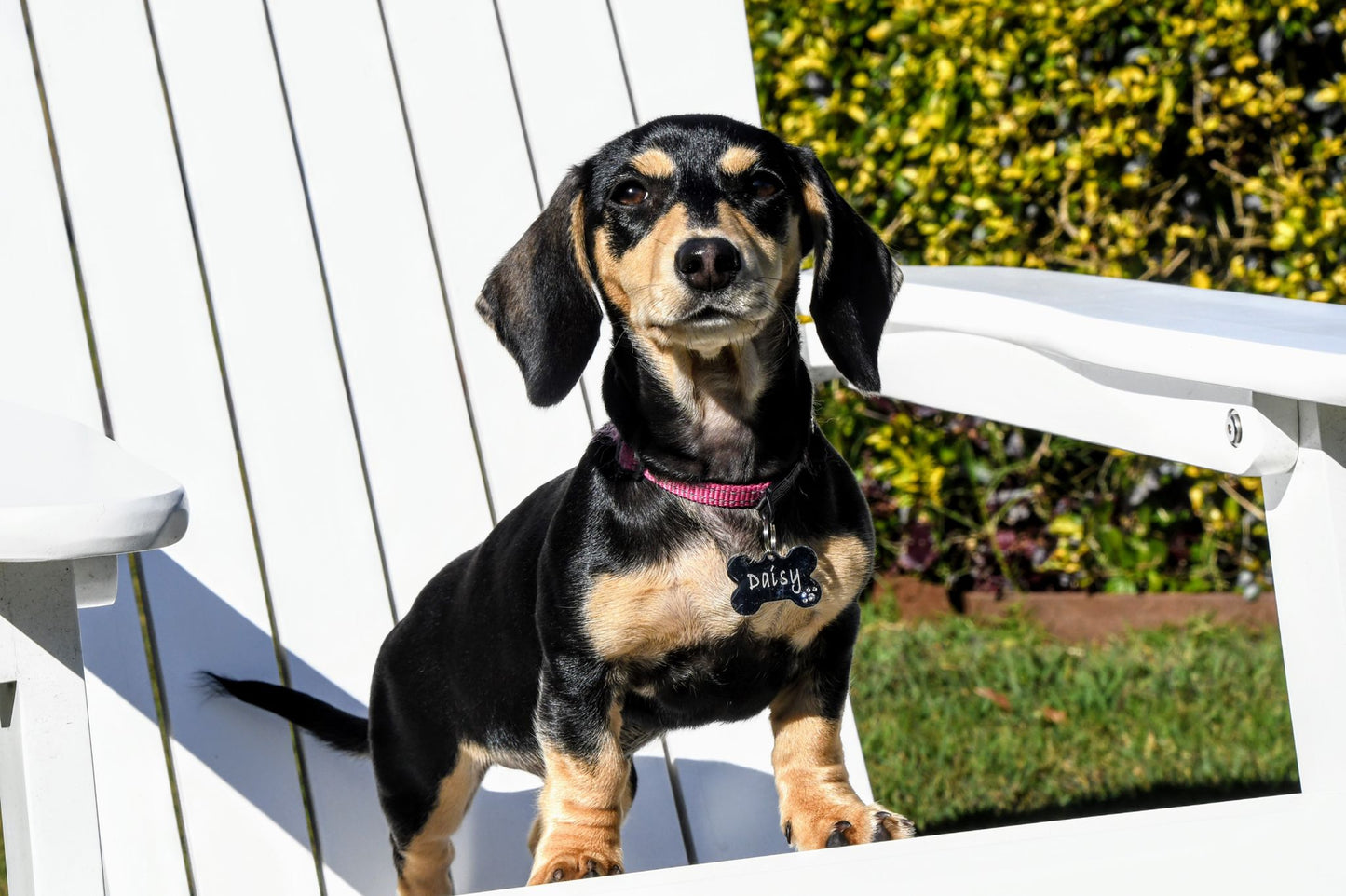 Bone Bling Paw Tags Stainless Steel